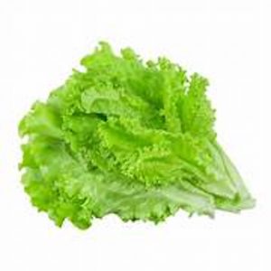 Lechuga romana